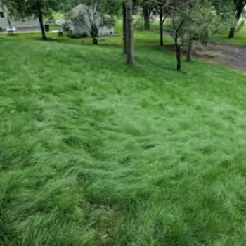Lawn Grass
